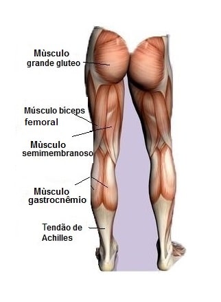 Músculos da perna,anatomia, posteiror,coxa,semimembranoso,semitendíneo,Aquiles, glúteos, isquiotibiais
