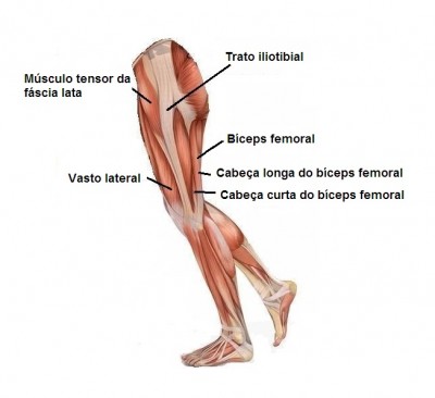 Perna,musculos,biceps femoral,vasto lateral,tensor da fascia lata