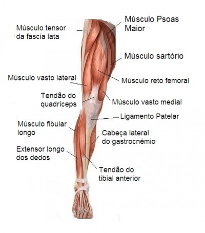 Quais são os músculos estabilizadores do joelho?