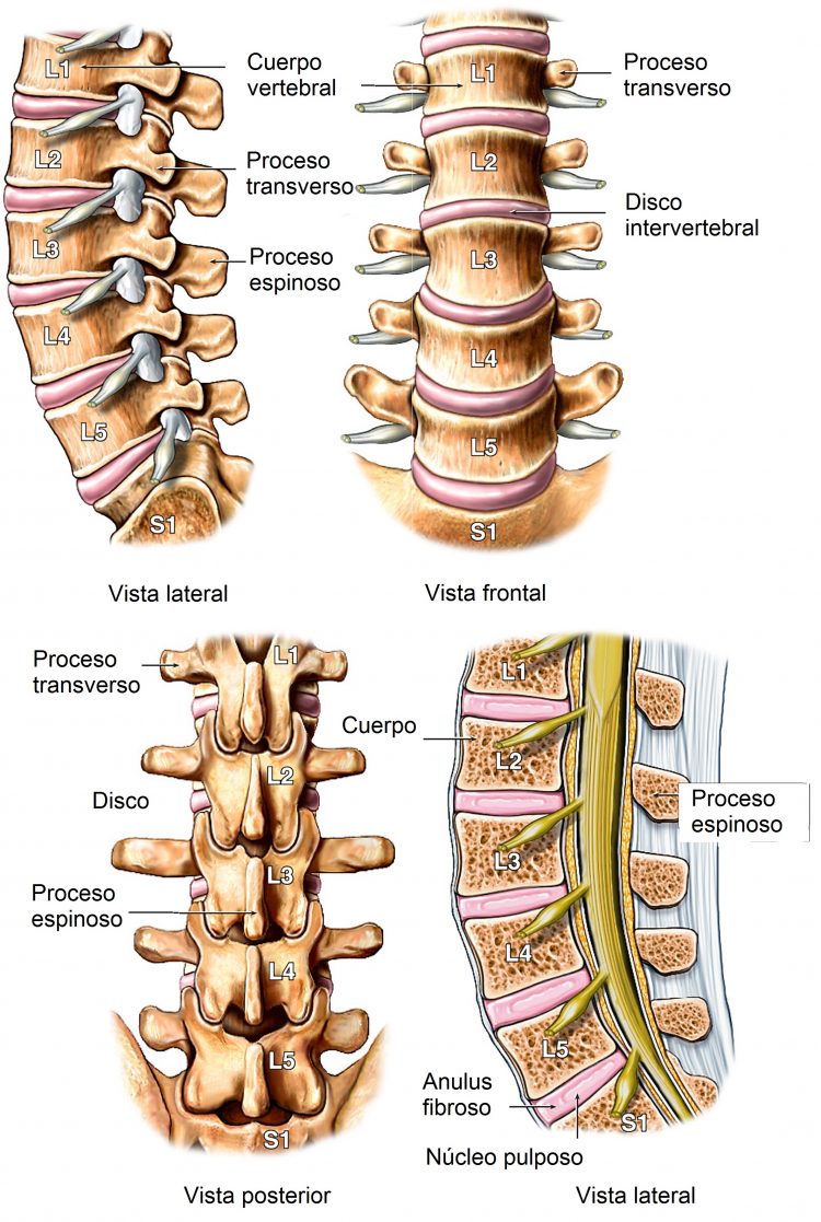 Anatomía de la columna vertebral lumbar cervical y dorsal imagenes