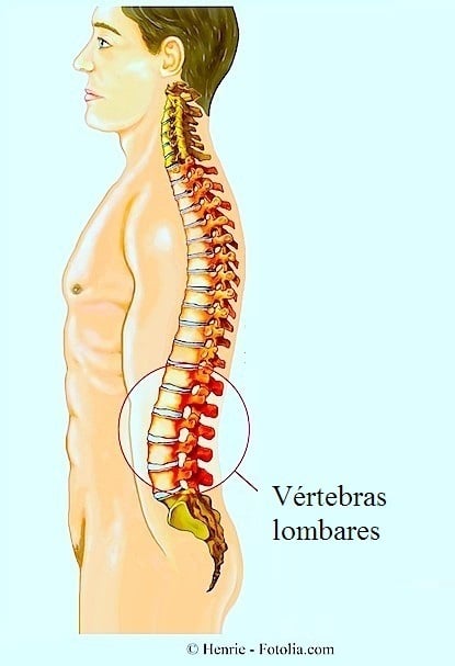 coluna,vertebral