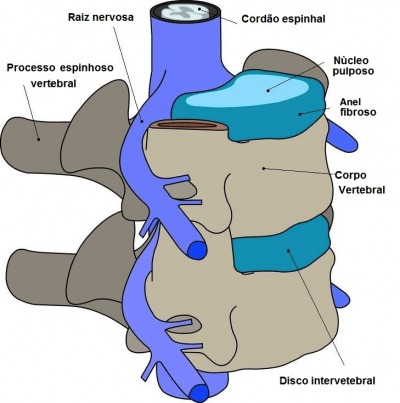vértebra, coluna, disco, raiz nervosa, anel fibroso, núcleo pulposo, processos articulares