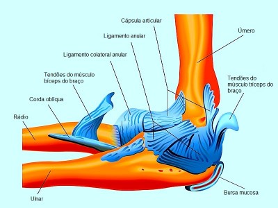 anatomia, cotovelo, úmero, ulna, rádio, ligamentos, corateral, anel
