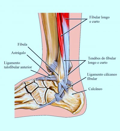 anatomia,ligamentos,tornozelo,pé,tendão,perone