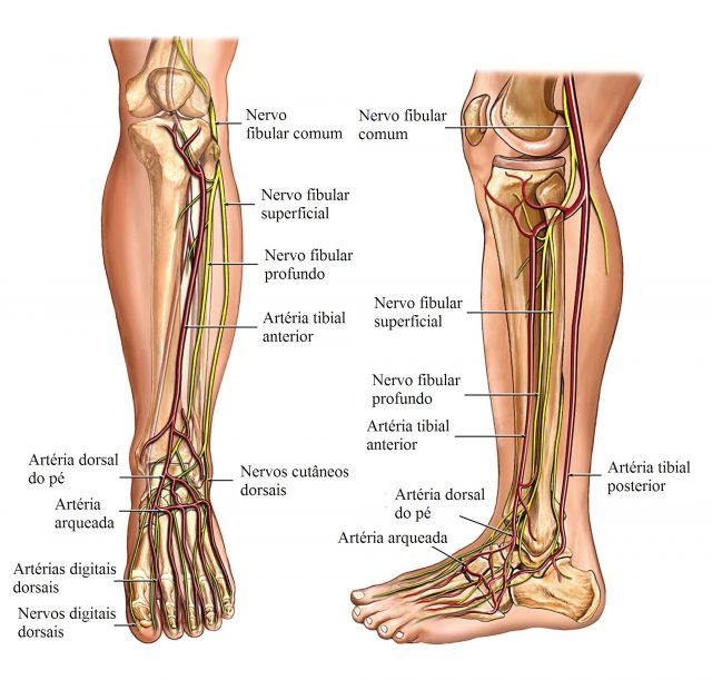anatomia,perna,nervos,e,artérias