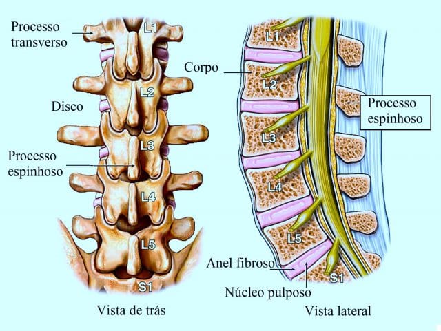 coluna,vertebral,lombar,e,nervos,espinhais