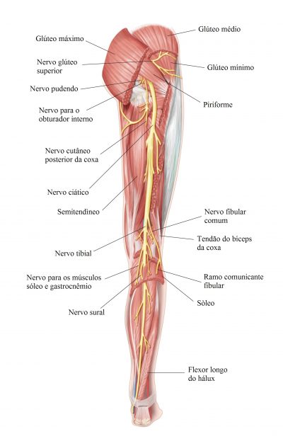 nervo,ciático,músculos,posterior,coxa