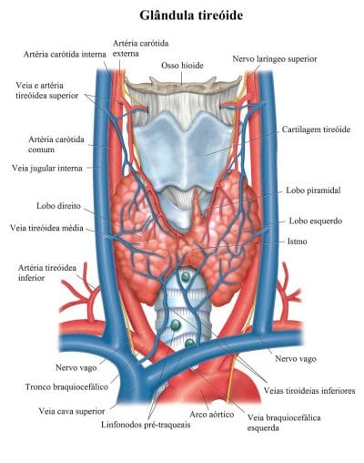 anatomia,da,tiróide,hióide,vasos,sanguíneos