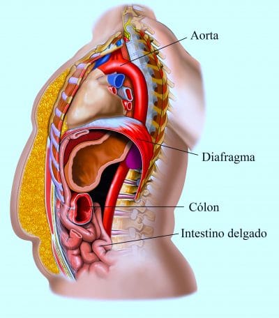 diafragma,tórax,abdômen