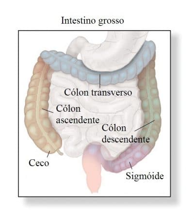 Anatomia,do,intestino,grosso - © fotolia.com