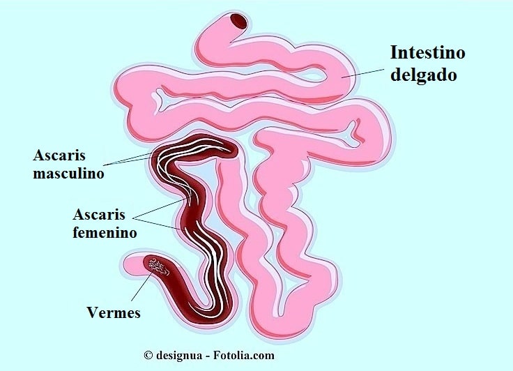 Como se transmite el parasito oxiuros, Lombrices intestinales cum se numește viermele