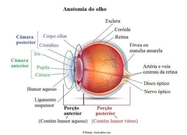 anatomia,olho,anterior,posterior,humor aquoso