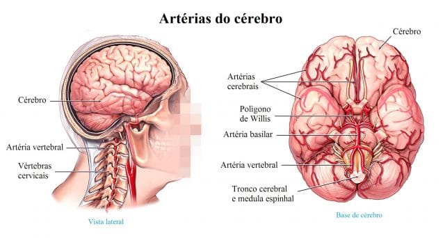 artérias,do,pescoço,e,cérebro