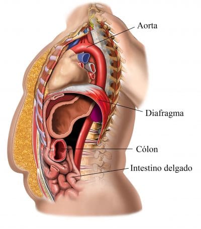 diafragma,abdômen,tórax,intestino,aorta