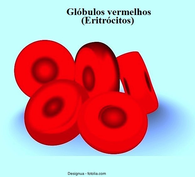 Anemia mediterrânea, glóbulos vermelhos