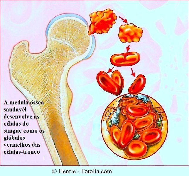 Medula óssea, células,sangue