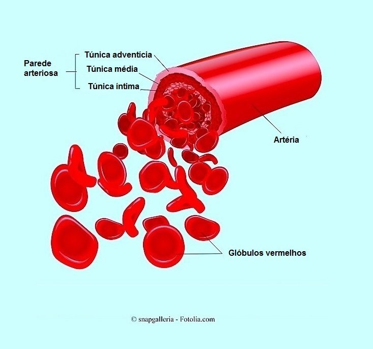 Hematócrito baixo, as células vermelhas do sangue
