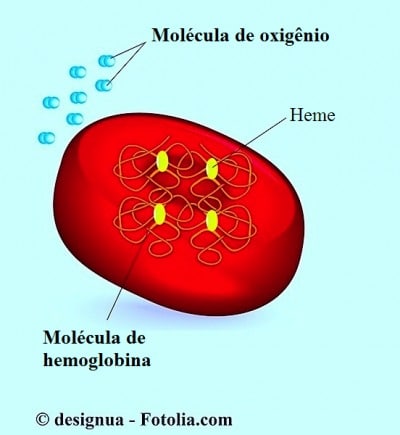 Glóbus vermelhos, hemoglobina