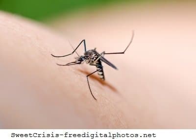 Picadas de insetos, mosquito tigre