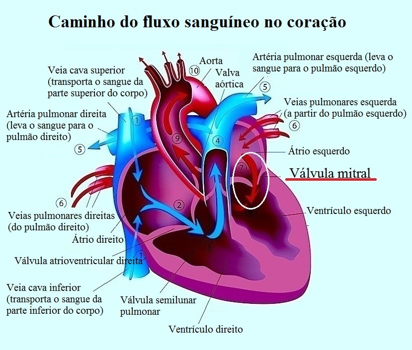 Anatomia do coração, fluxo de sangue