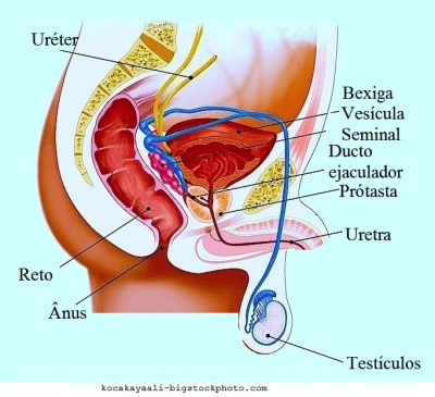 testículos, pênis, bexiga,