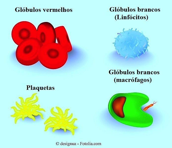 Glóbulos vermelhos, plaquetas, glóbulos brancos