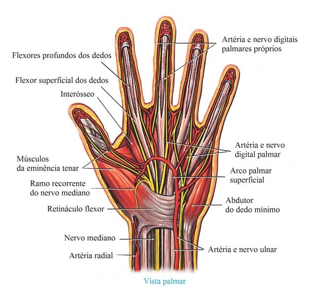 flexor,abductor,arteria,ulnar,radial