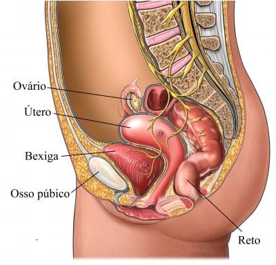 abdome,inferior,anatomia