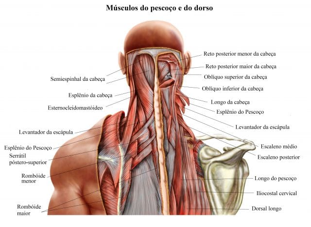 músculos do pescoço