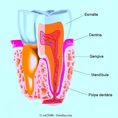 Dentes permanentes, superiores, inferiores