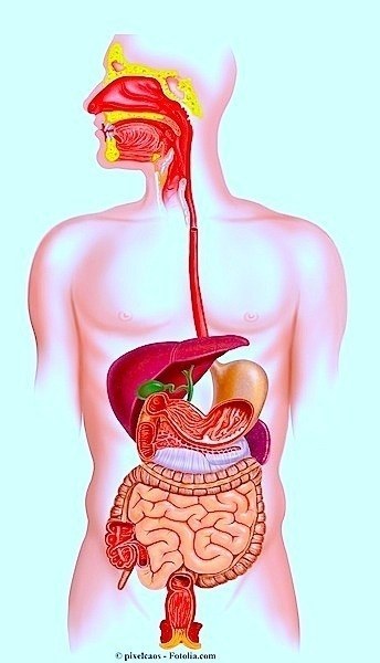 Baço, anatomia, abdômen, estômago, fígado