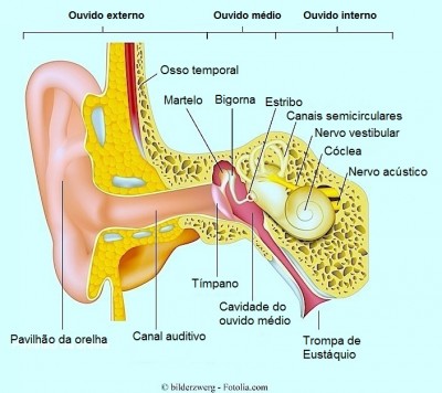 Orelha,ouvido,interno,externo,médio,tímpano