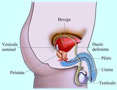 anatomia,bexiga,próstata