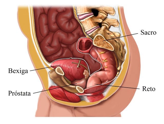 anatomia,da,bexiga,próstata,cólon