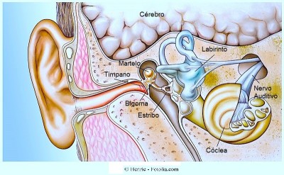 Anatomia,ouvido,martelo,timpano,bigorna,labirinto,coclea