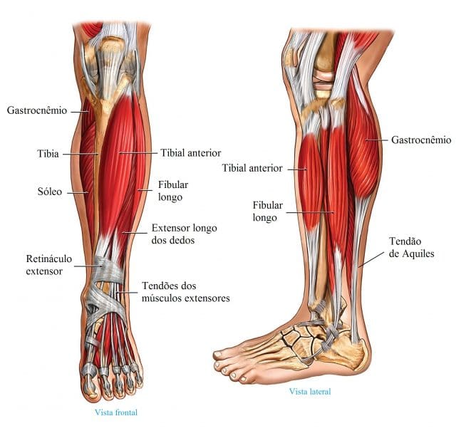 anatomia,perna,músculos,tendões