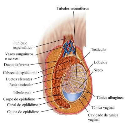 anatomia,testículo