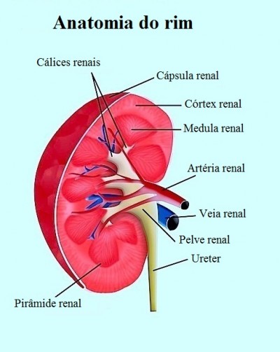 Anatomia do rim,Cálices renais,Cápsula renal,Córtex renal,Medula renal,Pelve renal,Pirâmide renal
