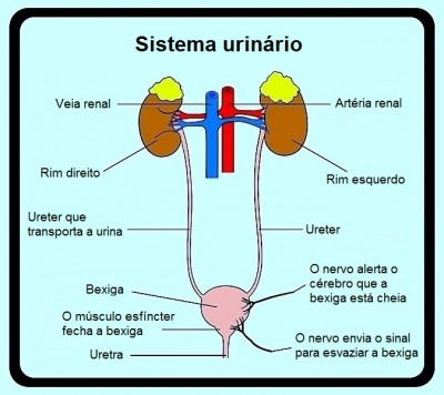 Sistema urinário, urina escura