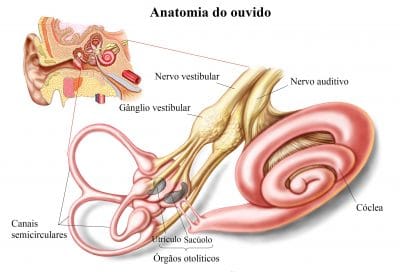 nervo,auditivo,canais,semicirculares