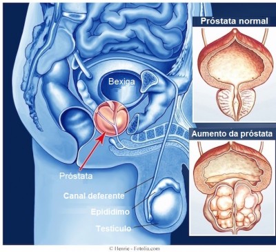 prostate function