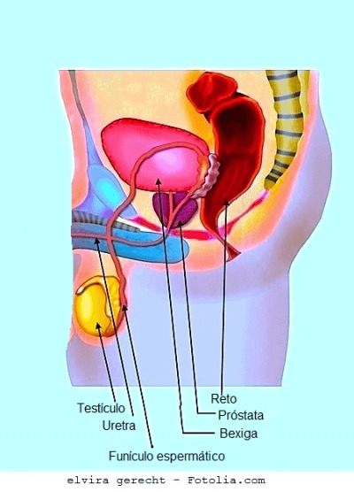 Anatomia,uretra