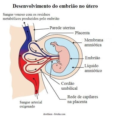 líquido amniótico,cordão umbilical,placenta