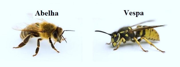 vespa, abelha, differenca
