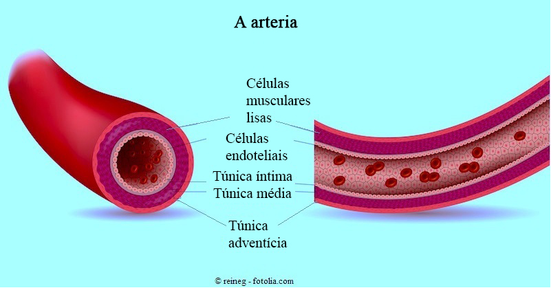 Arteria,túnica,células
