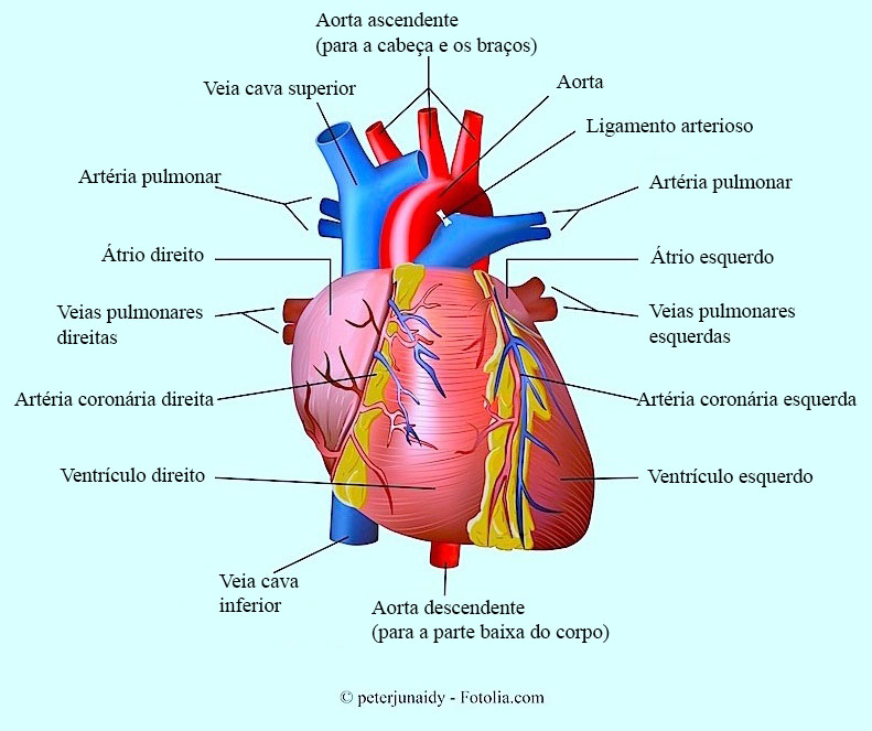 Coração, aorta, coronária, ventrículo