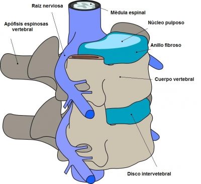 Disco, intervertebral, lumbar, raíz nerviosa, anillo fibroso, núcleo pulposo, procesos articulares
