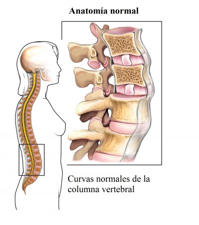 anatomia de la columna vertebral