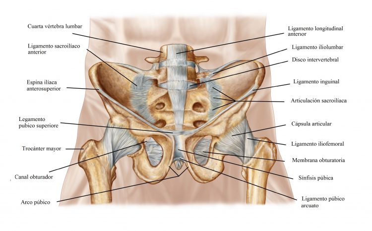 anatomia de cadera