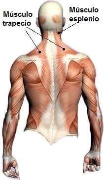 Anatomía, posterior, espalda, lumbar, trapecio, escápula, conectivo, toracolumbar